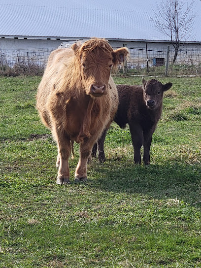 172397 wilderness valley stock farm